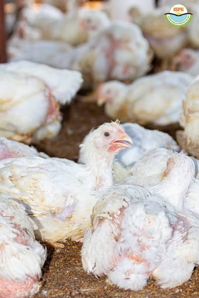 Ovos produzidos na FARMA do ISPG