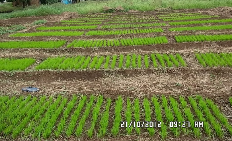 Ensaios de salinidade: transplante, maneio de água e de plantas em Mapapa